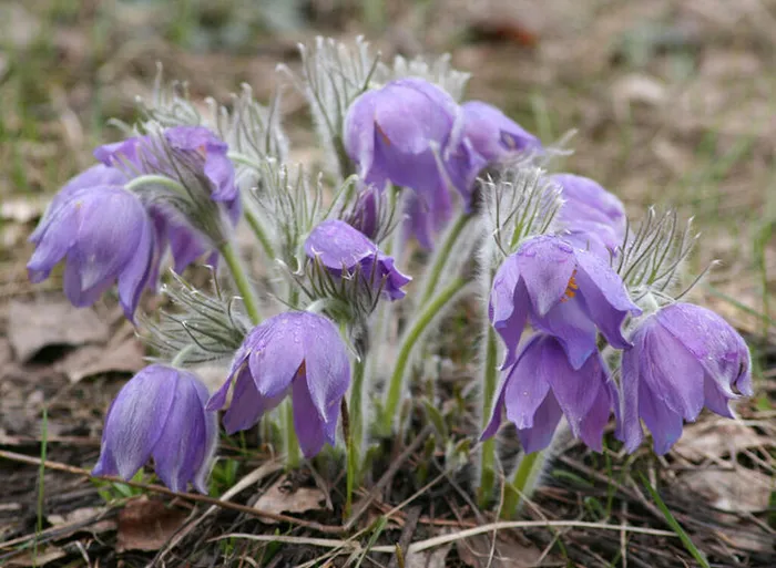 первоцветы